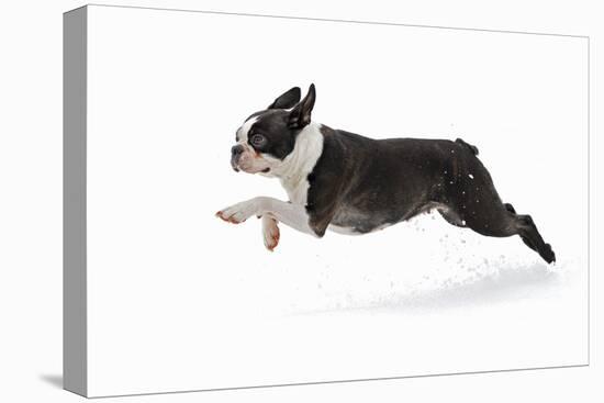 Boston Terrier Running in Snow-null-Premier Image Canvas