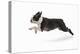 Boston Terrier Running in Snow-null-Premier Image Canvas