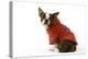Boston Terrier Sitting Down Wearing Hooded Sweatshirt-null-Premier Image Canvas