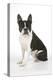 Boston Terrier, Sitting Down-null-Premier Image Canvas