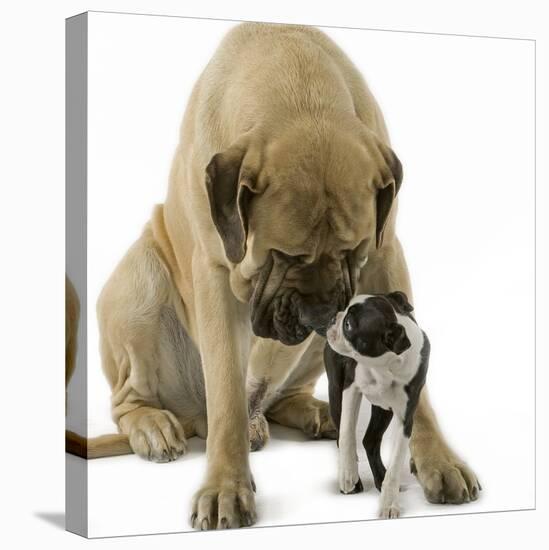 Boston Terrier with Mastiff Dog-null-Premier Image Canvas