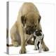 Boston Terrier with Mastiff Dog-null-Premier Image Canvas