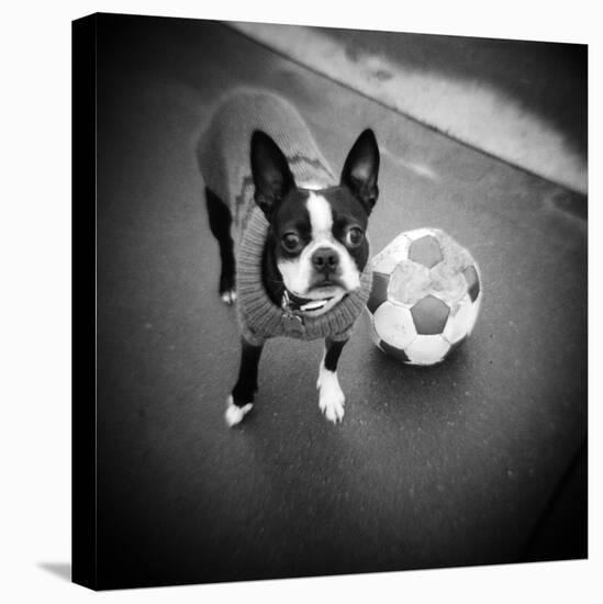 Boston Terrier with Soccer Ball-Theo Westenberger-Premier Image Canvas