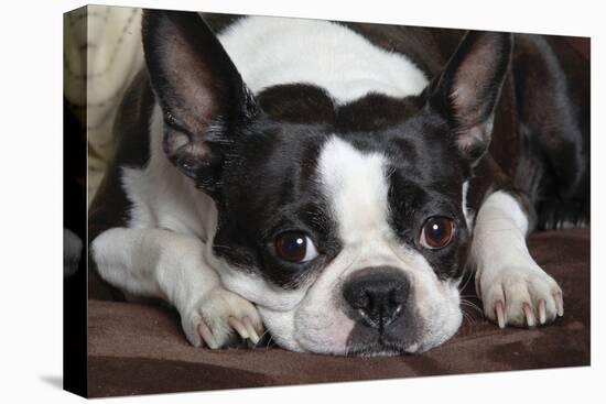 Boston Terrier-null-Premier Image Canvas