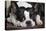 Boston Terrier-null-Premier Image Canvas