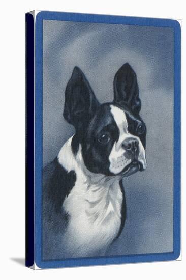 Boston Terrier-null-Stretched Canvas