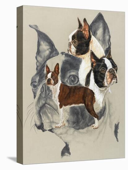 Boston Terrier-Barbara Keith-Premier Image Canvas