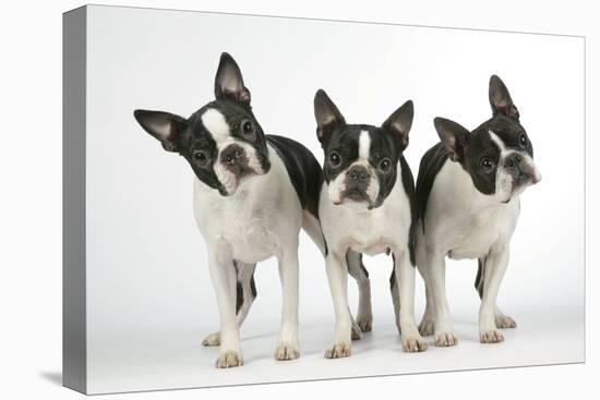 Boston Terriers, 3 Standing Together-null-Premier Image Canvas