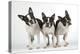 Boston Terriers, 3 Standing Together-null-Premier Image Canvas