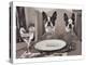 Boston Terriers Dining-Theo Westenberger-Stretched Canvas