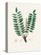 Boswellia Serrata Medical Botany-John Stephenson and James Morss Churchill-Premier Image Canvas