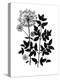 Botanica Angelica - Noir-The Vintage Collection-Stretched Canvas