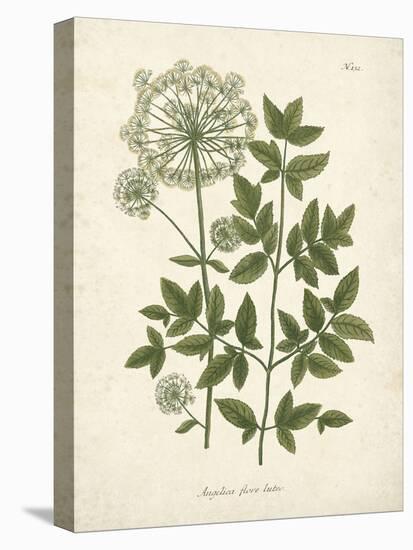 Botanica Angelica-The Vintage Collection-Stretched Canvas