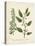 Botanica Atriplex-The Vintage Collection-Stretched Canvas