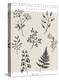 Botanical Collection - Woodland-Lucy Francis-Stretched Canvas