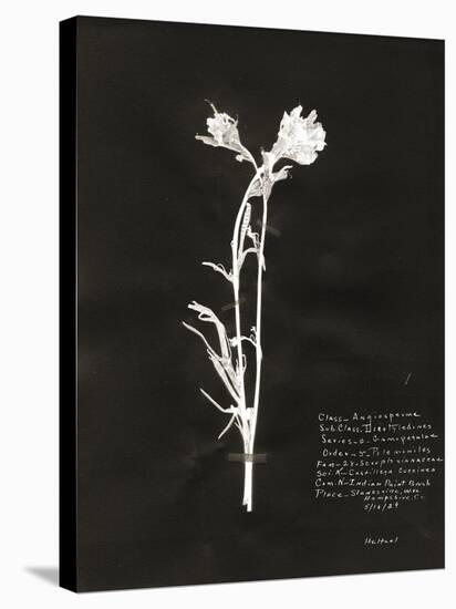 Botanical Collector IV-Chris Dunker-Stretched Canvas