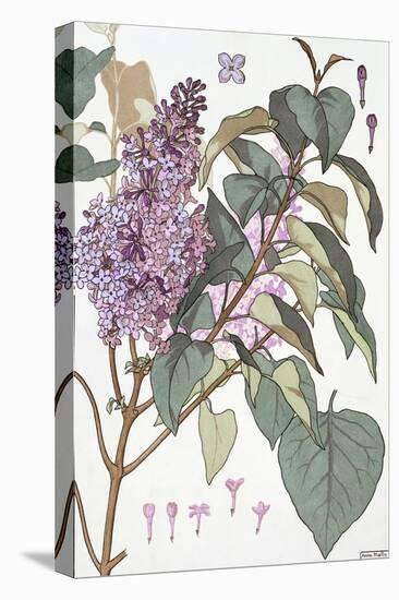 Botanical Diagram of Glycine-Eugene Grasset-Premier Image Canvas