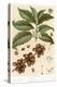 Botanical Drawing of Coffee Plant-null-Stretched Canvas