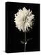 Botanical Elegance Dahlia-Amy Melious-Stretched Canvas