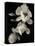 Botanical Elegance Magnolia-Amy Melious-Stretched Canvas