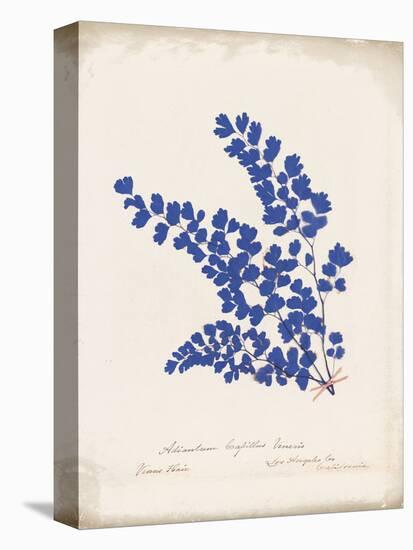 Botanical Fern III Blue Aged-Wild Apple Portfolio-Stretched Canvas
