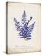 Botanical Fern IV Blue-Wild Apple Portfolio-Stretched Canvas