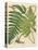 Botanical Ferns I-N. Harbick-Stretched Canvas