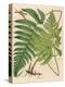 Botanical Ferns I-N. Harbick-Stretched Canvas