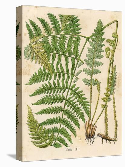 Botanical Ferns II-N. Harbick-Stretched Canvas