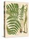 Botanical Ferns II-N. Harbick-Stretched Canvas