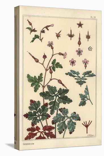 Botanical Illustration of a Geranium Flower, Petals, Leaves, 1897 (Lithograph)-Eugene Grasset-Premier Image Canvas