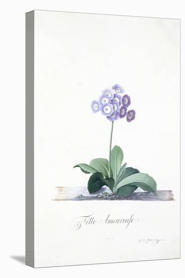 Botanical Illustration of a Primula: Fille Amoureuse-Georg Dionysius Ehret-Premier Image Canvas