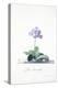 Botanical Illustration of a Primula: Fille Amoureuse-Georg Dionysius Ehret-Premier Image Canvas