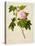 Botanical Illustration of Cotton Rose Hibiscus-null-Premier Image Canvas