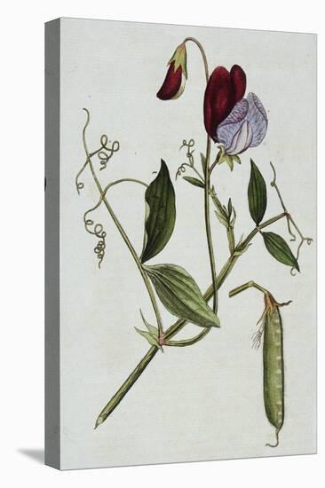 Botanical Illustration of Sweet Pea in Bloom-William Curtis-Premier Image Canvas