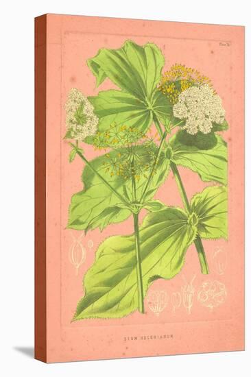 Botanical Illustration on Pink-null-Stretched Canvas