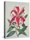 Botanical Lily, 1996-Lillian Delevoryas-Premier Image Canvas