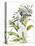 Botanical Phalaenopsis-Kathleen Parr McKenna-Stretched Canvas