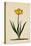 Botanical Print of Narcissus-Johann Wilhelm Weinmann-Premier Image Canvas