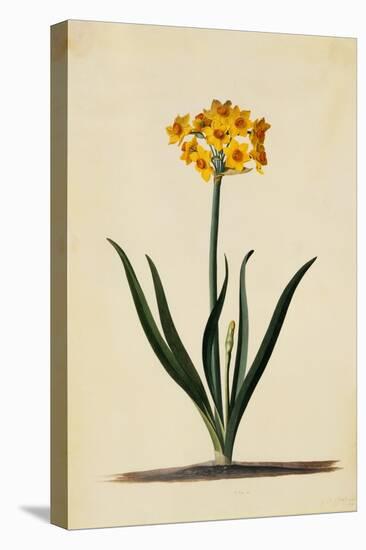 Botanical Print of Narcissus-Johann Wilhelm Weinmann-Premier Image Canvas