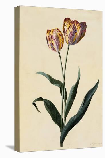 Botanical Print of Tulip-Johann Wilhelm Weinmann-Premier Image Canvas