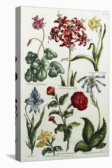 Botanical Print-J. Hill-Premier Image Canvas