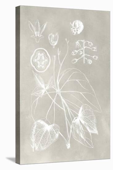 Botanical Schematic II-Vision Studio-Stretched Canvas
