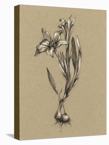 Botanical Sketch Black and White I-Ethan Harper-Stretched Canvas