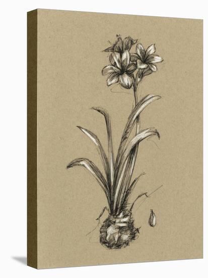 Botanical Sketch Black and White II-Ethan Harper-Stretched Canvas