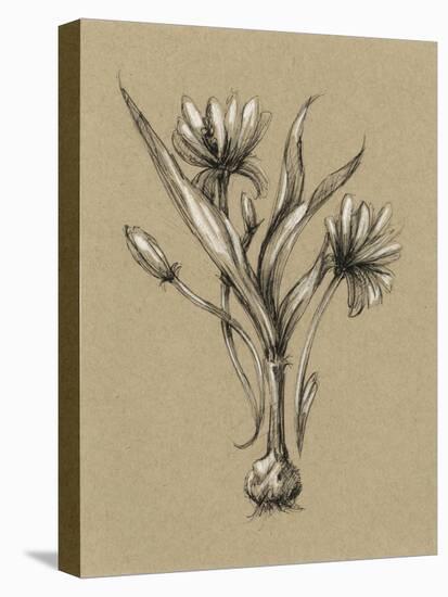 Botanical Sketch Black and White III-Ethan Harper-Stretched Canvas