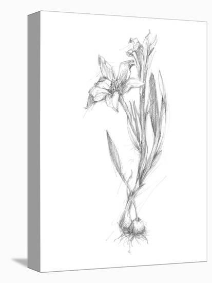 Botanical Sketch I-Ethan Harper-Stretched Canvas