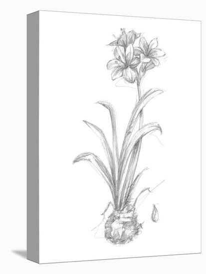 Botanical Sketch II-Ethan Harper-Stretched Canvas