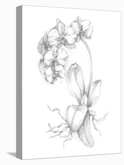 Botanical Sketch V-Ethan Harper-Stretched Canvas