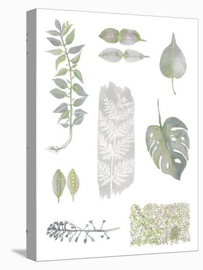 Botanical Studies-Sandra Jacobs-Stretched Canvas